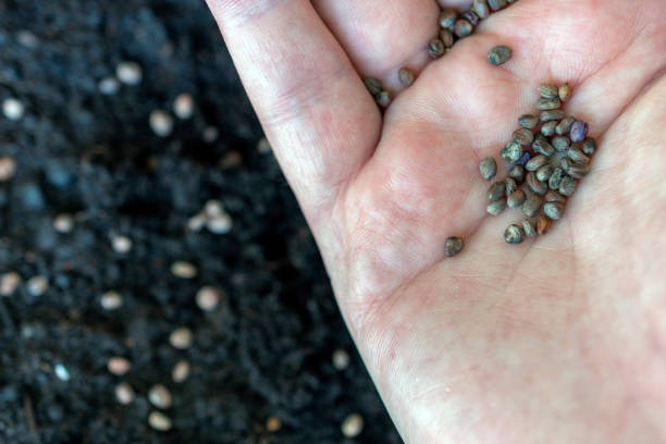 istock Top view of hand sowing seeds in the soil. 1234210879