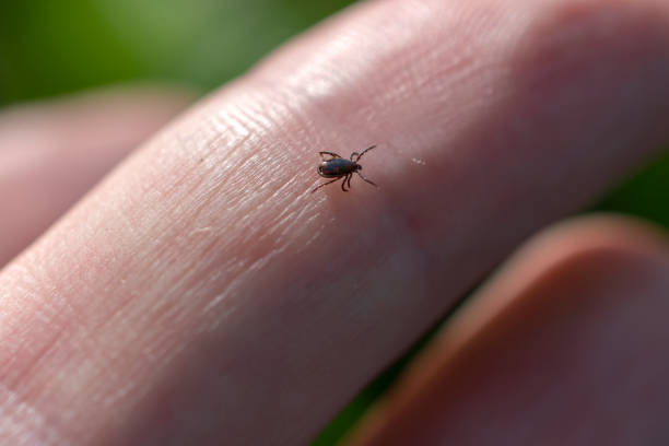istock Small tick on human finger, danger in forest. 1234210893