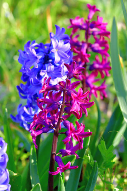 Hyacinth is highly fragrant flowers that bloom in spring in dense clusters. The bell-shaped, densely packed flowers come in shades of different colors, which include white, orange, yellow, pink, purple, red and blue.