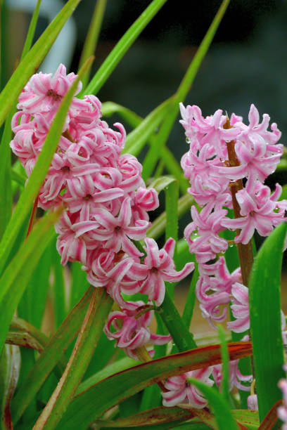 Hyacinth is highly fragrant flowers that bloom in spring in dense clusters. The bell-shaped, densely packed flowers come in shades of different colors, which include white, orange, yellow, pink, purple, red and blue.