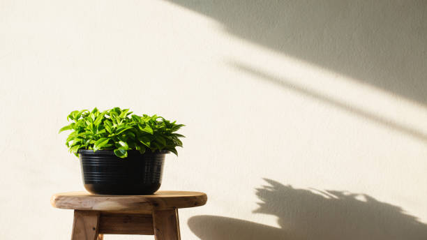 istock Green plant minimalist 1234292041