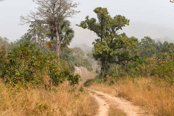 istock Dirt road in Sarakawa Park. 1234303036