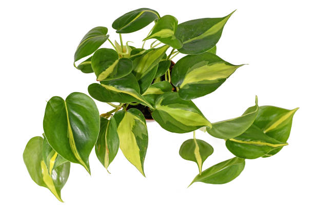 vista superior da planta tropical 'philodendron hederaceum scandens brasil' com listras amarelas no fundo branco - filodendro - fotografias e filmes do acervo