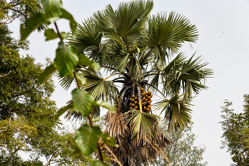 Africa, West Africa, Togo, Kara, Sarakawa. Coconuts hanging from a coconut tree.