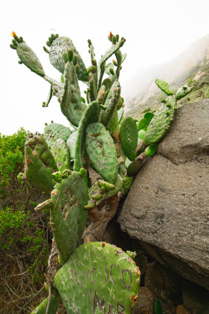 istock Coastal rock and huge cactus in bloom 1234307159