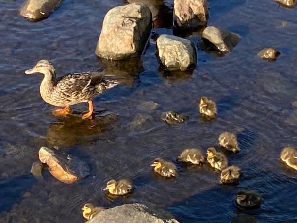 istock Geese and Goslings in Charles River in Boston 1234316425