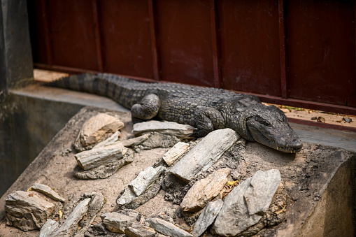 Africa, West Africa, Togo, Kara, Sarakawa. Portrait of a crocodile in Sarakawa Park.