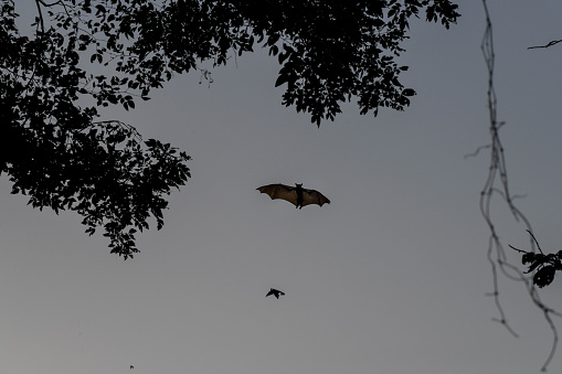 Africa, West Africa, Togo, Kpalime. Bats flying in the sky of Kpalimé after sunset.