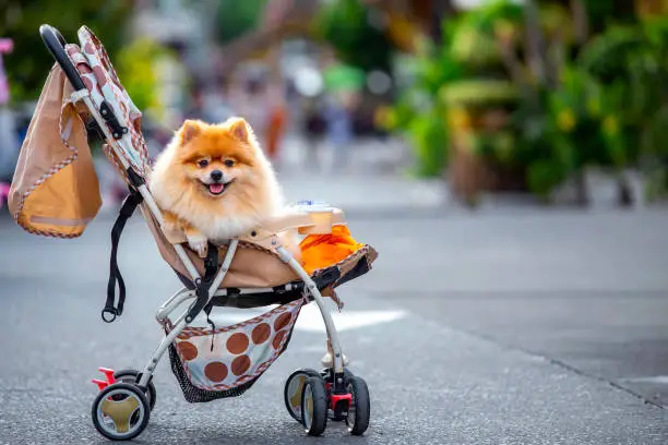 A cute, fluffy Pomeranian dog sitting on a stroller for children.