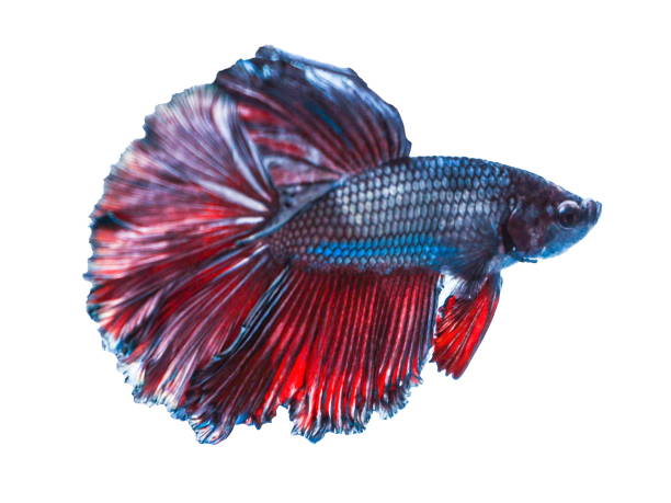 istock Beautiful colours of Siamese Fighting Fish Betta 1234375405
