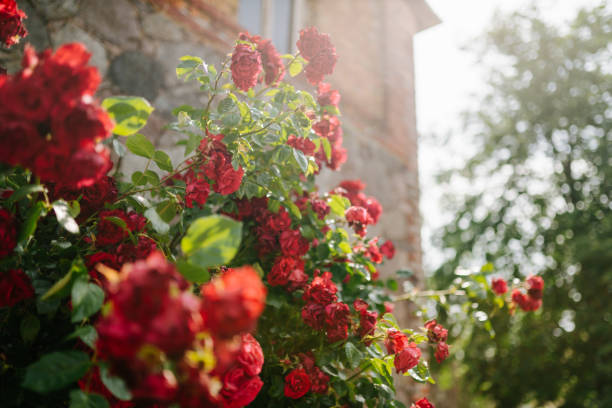 Rose Garden Stock Photos, Pictures & Royalty-Free Images - iStock