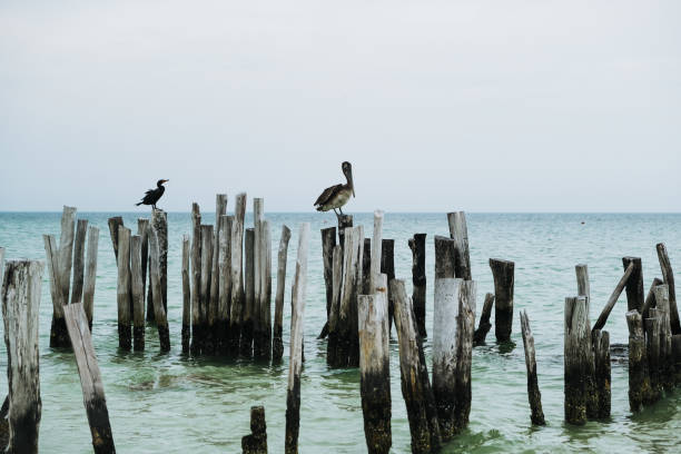 istock Holbox - Beach and the Birds 1234397907