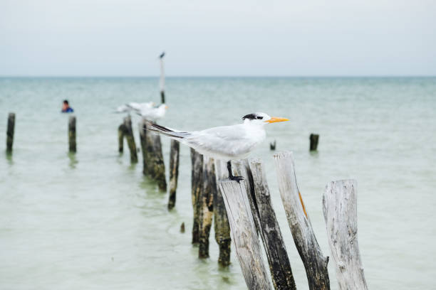 istock Holbox - Beach and the Birds 1234413406