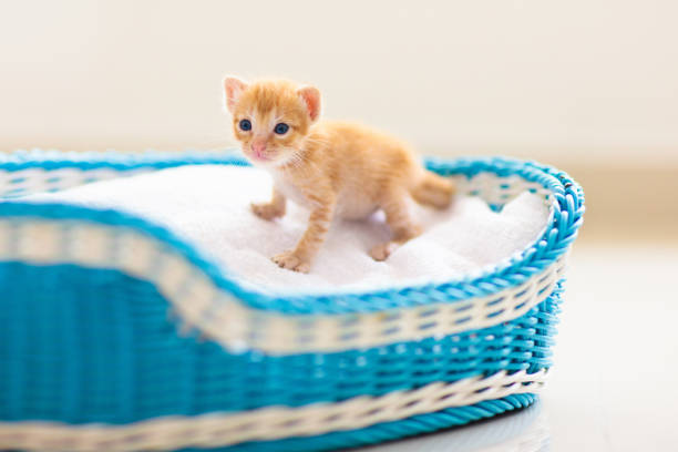 chaton dans un panier. chat de chéri à la maison. - 11090 photos et images de collection