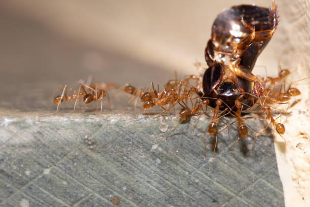 istock macro shoot of a group of red ant carrying a bug 1234449526