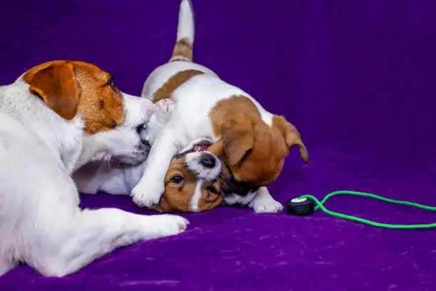 Photo of female jack russell terrier playing with her puppies on violet background