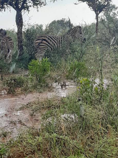 istock Zebras in the Kruger National Park 1234492092
