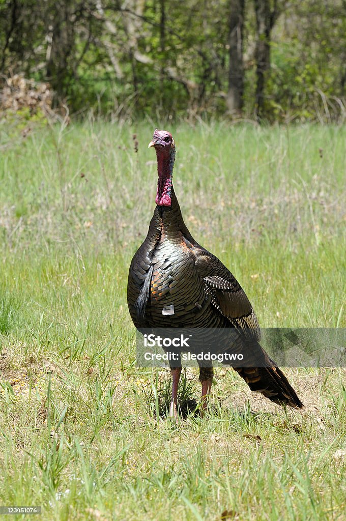 Tom Turchia - Foto stock royalty-free di Ambientazione esterna