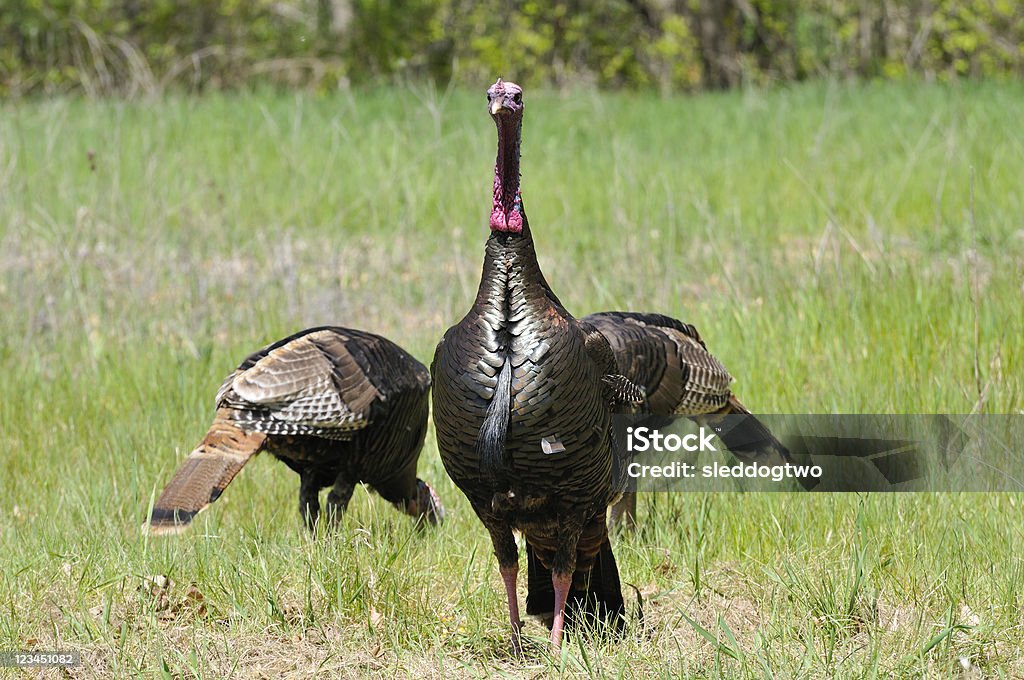 3 turkeys - 로열티 프리 깃털 스톡 사진