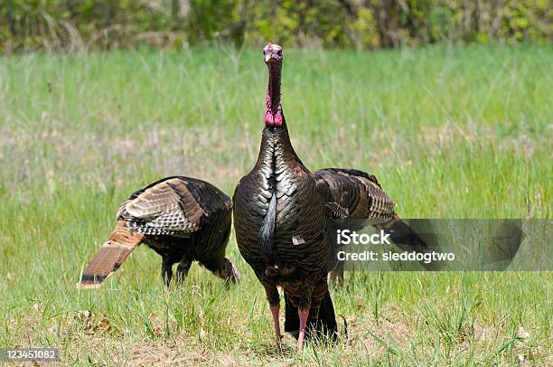 Foto de Três Aviários e mais fotos de stock de Animal selvagem - Animal selvagem, Asa animal, Ave de Caça