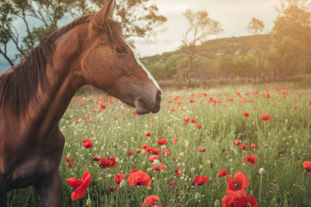 Beautiful red horse with long black mane in spring field with poppy flowers. Horse grazing on the meadow at sunrise. Horse is walking and eating green grass in the field. Beautiful background