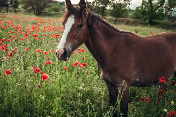 istock Beautiful red horse with long black mane in spring field 1234520939