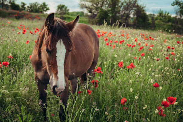 Beautiful red horse with long black mane in spring field with poppy flowers. Horse grazing on the meadow at sunrise. Horse is walking and eating green grass in the field. Beautiful background