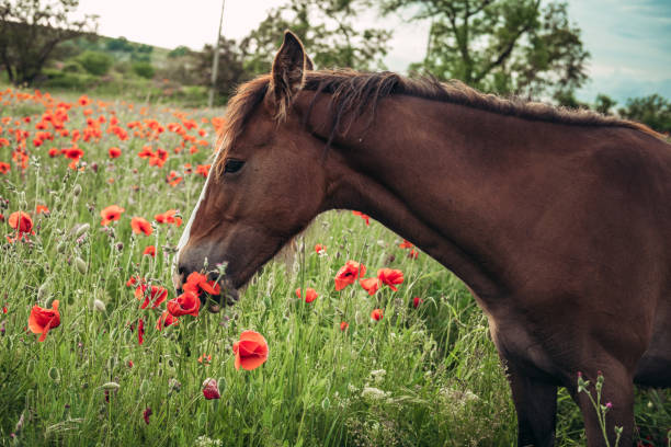 istock Beautiful red horse with long black mane in spring field 1234522018