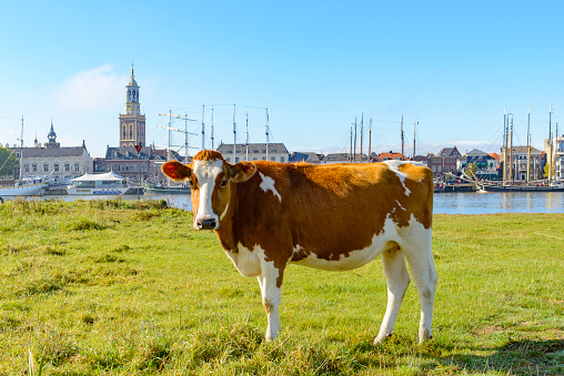 Cow grazing at the river IJssel in front of the skyline of the city of Kampen in Overijssel, The Netherlands. There are old sailing ships moored at the quay of the river IJssel.