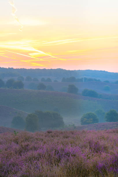 istock Sunrise over blossoming Heather fields in the hills 1234528406