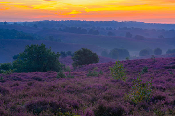 istock Sunrise over blossoming Heather fields in the hills 1234529482