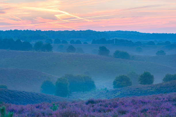 Sunrise over blossoming Heather fields in the hills Sunrise over blossoming Heather fields in the hills of the Posbank in the Veluwezoom nature reserve in Gelderland, The Netherlands. arnhem photos stock pictures, royalty-free photos & images