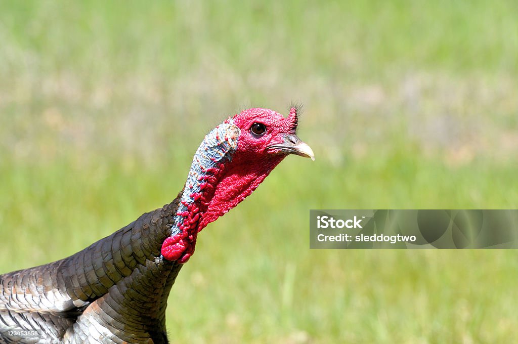 tom-turkey-facing-right.jpg