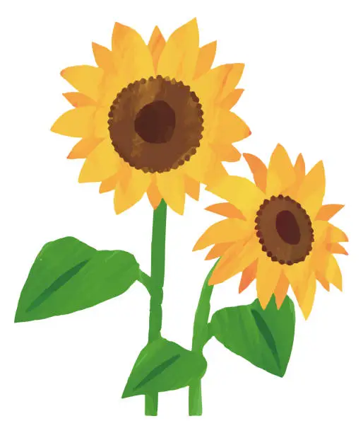 Vector illustration of summer sunflower illustration