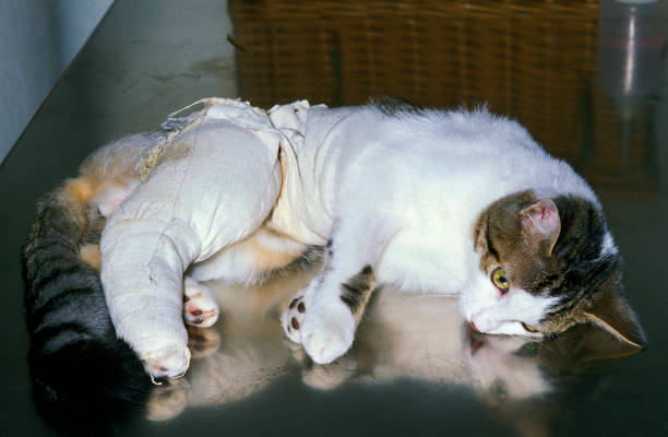 DOMESTIC CAT WITH A BANDAGED PAW