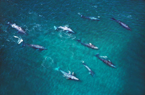 GREY WHALE eschrichtius robustus, GROUP, AERIAL VIEW, BAJA CALIFORNIA IN MEXICO GREY WHALE eschrichtius robustus, GROUP, AERIAL VIEW, BAJA CALIFORNIA IN MEXICO gray whale stock pictures, royalty-free photos & images