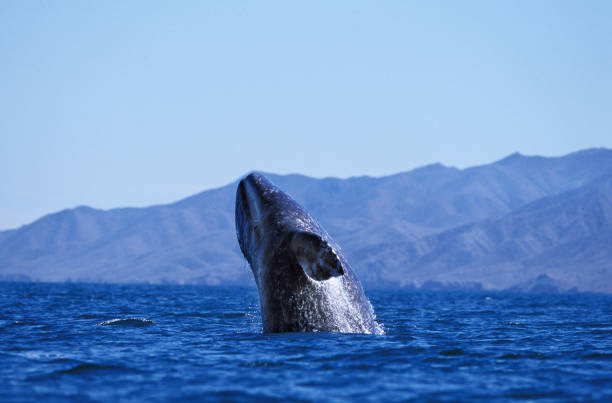 istock GREY WHALE eschrichtius robustus, BREACHING, BAJA CALIFORNIA IN MEXICO 1234549894