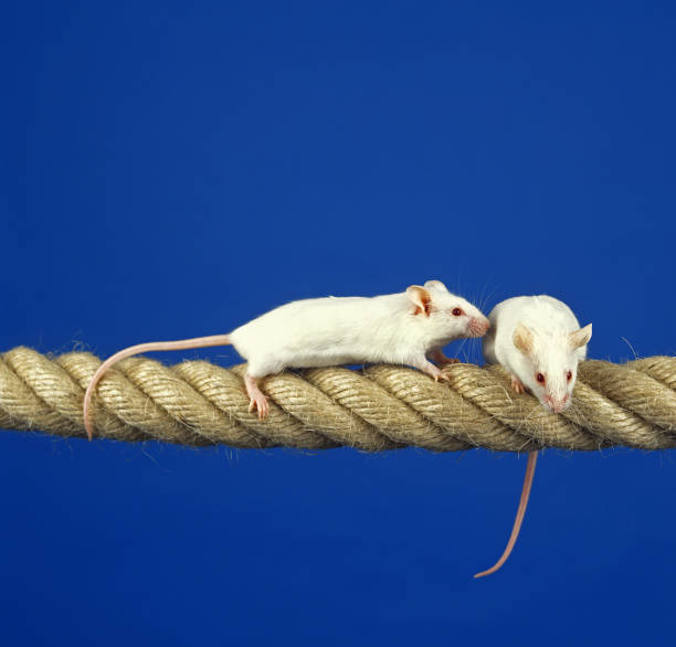 istock WHITE MOUSE mus musculus, PAIR STANDING ON ROPE 1234550411