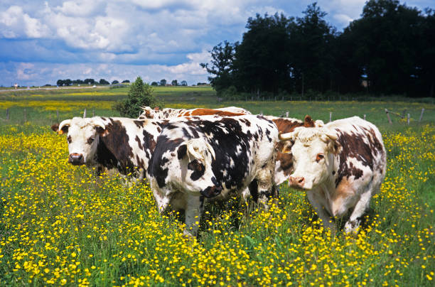 istock NORMANDY CATTLE, HERD STANDING IN YELLOW FLOWERS, NORMANDY 1234550435