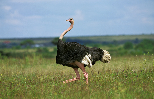 OSTRICH struthio camelus, MALE STANDING ON GRASS, KENYA