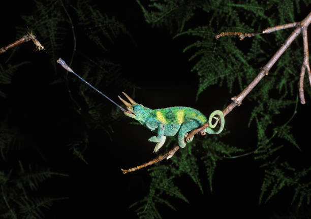 istock JACKSON'S CHAMELEON chamaeleo jacksoni, MALE  CATCHING GRASSHOPER WITH TONGUE 1234551028