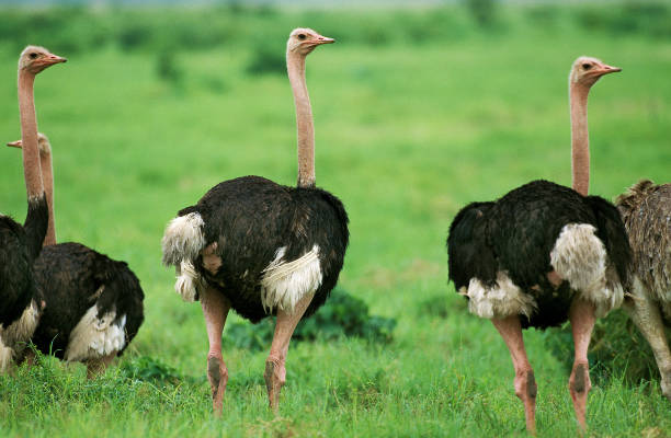 istock OSTRICH struthio camelus, GROUP OF MALES, KENYA 1234551081