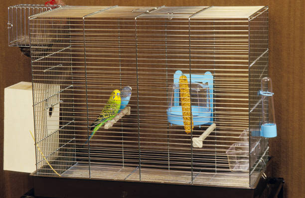istock BUDGERIGAR melopsittacus undulatus IN A CAGE 1234554732