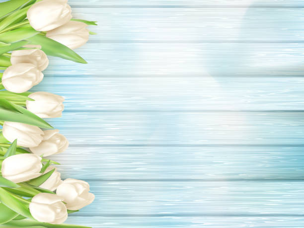 ilustraciones, imágenes clip art, dibujos animados e iconos de stock de ramo de tulipanes blancos. eps 10 - summer flower head macro backgrounds