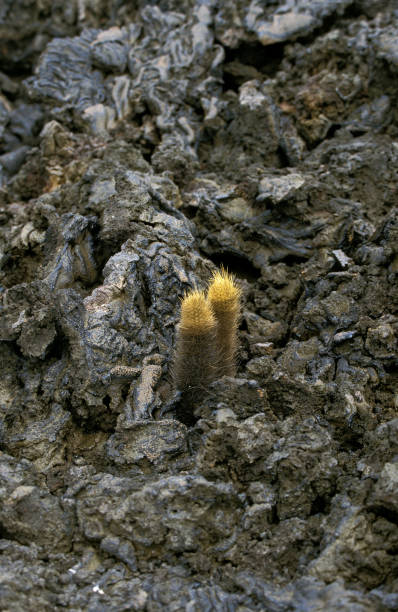 LAVA CACTUS brachycereus nesioticus, GALAPAGOS ISLANDS LAVA CACTUS brachycereus nesioticus, GALAPAGOS ISLANDS lava cactus stock pictures, royalty-free photos & images