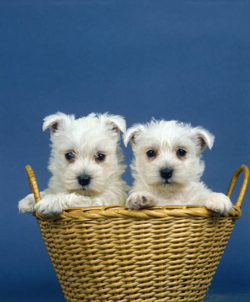 istock WEST HIGHLAND WHITE TERRIER, PUPPIES STANDING IN BASKET 1234561822