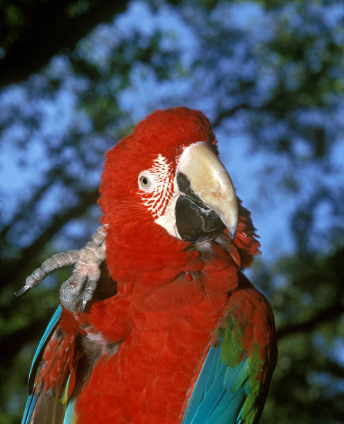 RED-AND-GREEN MACAW ara chloroptera, ADULT SCRATCHING RED-AND-GREEN MACAW ara chloroptera, ADULT SCRATCHING green winged macaw ara chloroptera stock pictures, royalty-free photos & images