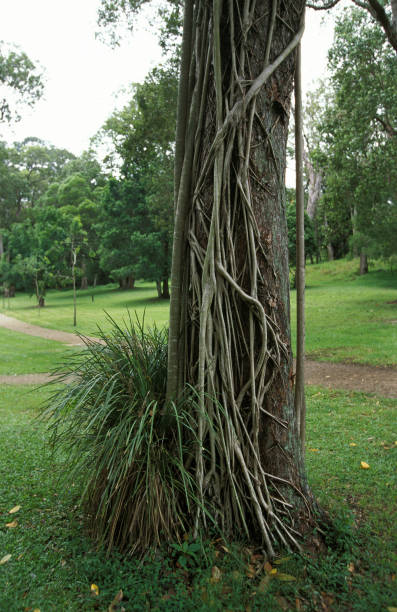istock STRANGLER FIG clusia sp, AUSTRALIA 1234562366