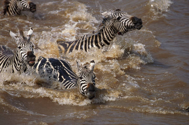 istock BURCHELL'S ZEBRA equus burchelli, GROUP CROSSING MARA RIVER, MASAI MARA PARK IN KENYA 1234563421