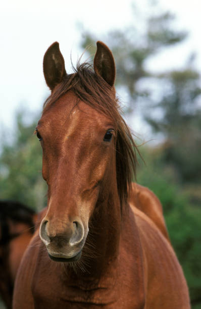 istock BARB HORSE, PORTRAIT 1234563442